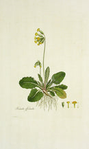 Curtis Flora Londinensis Cowslip