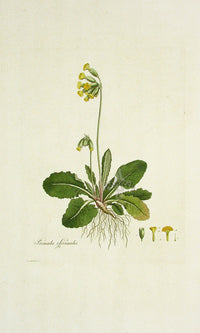 Curtis Flora Londinensis Cowslip