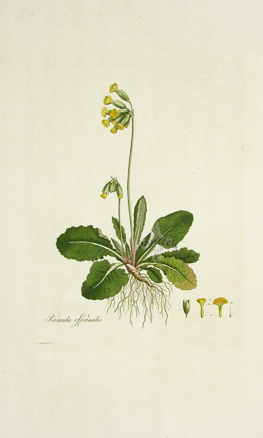 Curtis Flora Londinensis Cowslip