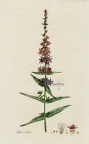 Curtis Flora Londinensis Purple Loose Strife