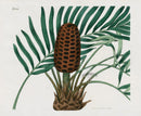 Curtis Botanical Magazine Print Double Zamia Cycad