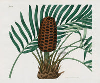 Curtis Botanical Magazine Print Double Zamia Cycad