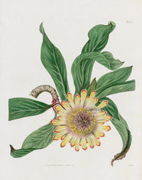 Curtis Botanical Magazine Print Double Protea Aucaulis