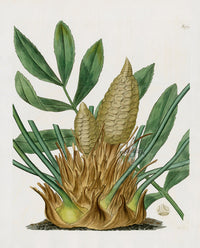Curtis Botanical Magazine Print Double Cape Buck Bean