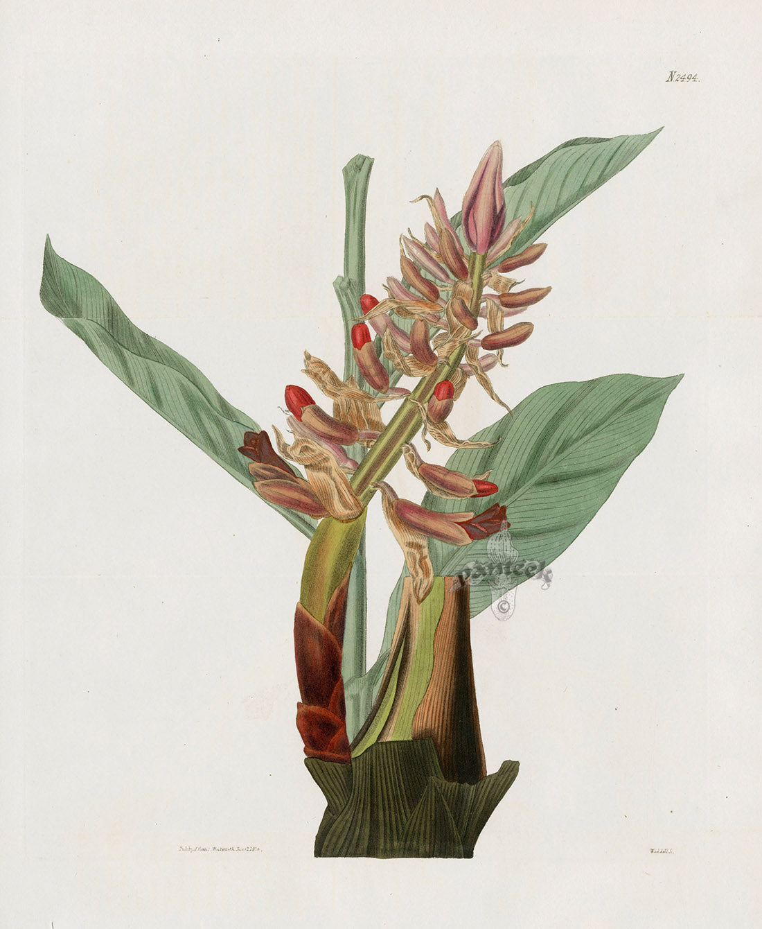Curtis Botanical Magazine Print Double Garden Ginger