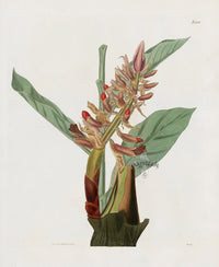 Curtis Botanical Magazine Print Double Garden Ginger