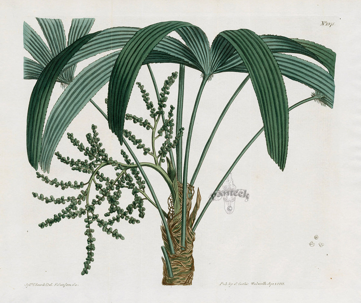 Curtis Botanical Magazine Print Double Lady Palm