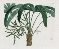 Curtis Botanical Magazine Print Double Lady Palm