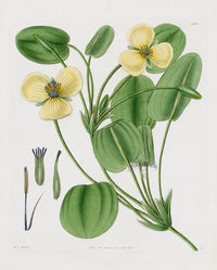 Curtis Botanical Magazine Print Double Water Poppy