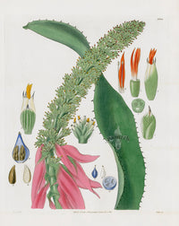Curtis Botanical Magazine Print Double Mertens Bromeliad