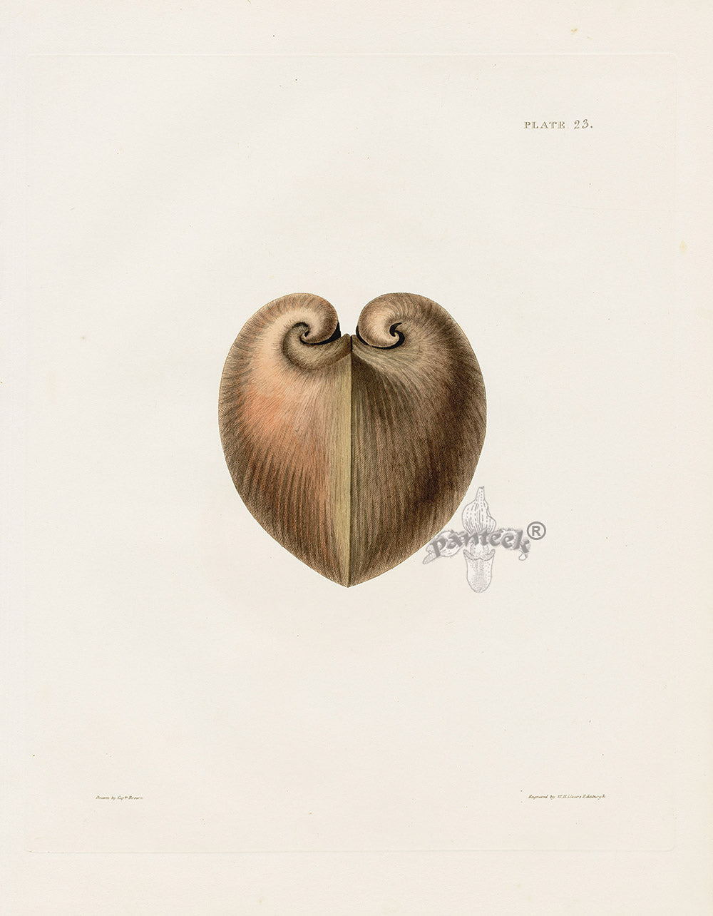 Captain Thomas Brown Prints 1827 Heart Chama Profile Shell