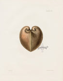 Captain Thomas Brown Prints 1827 Heart Chama Profile Shell