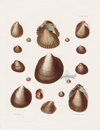 Captain Thomas Brown Prints 1827 Heart Cockle Shells