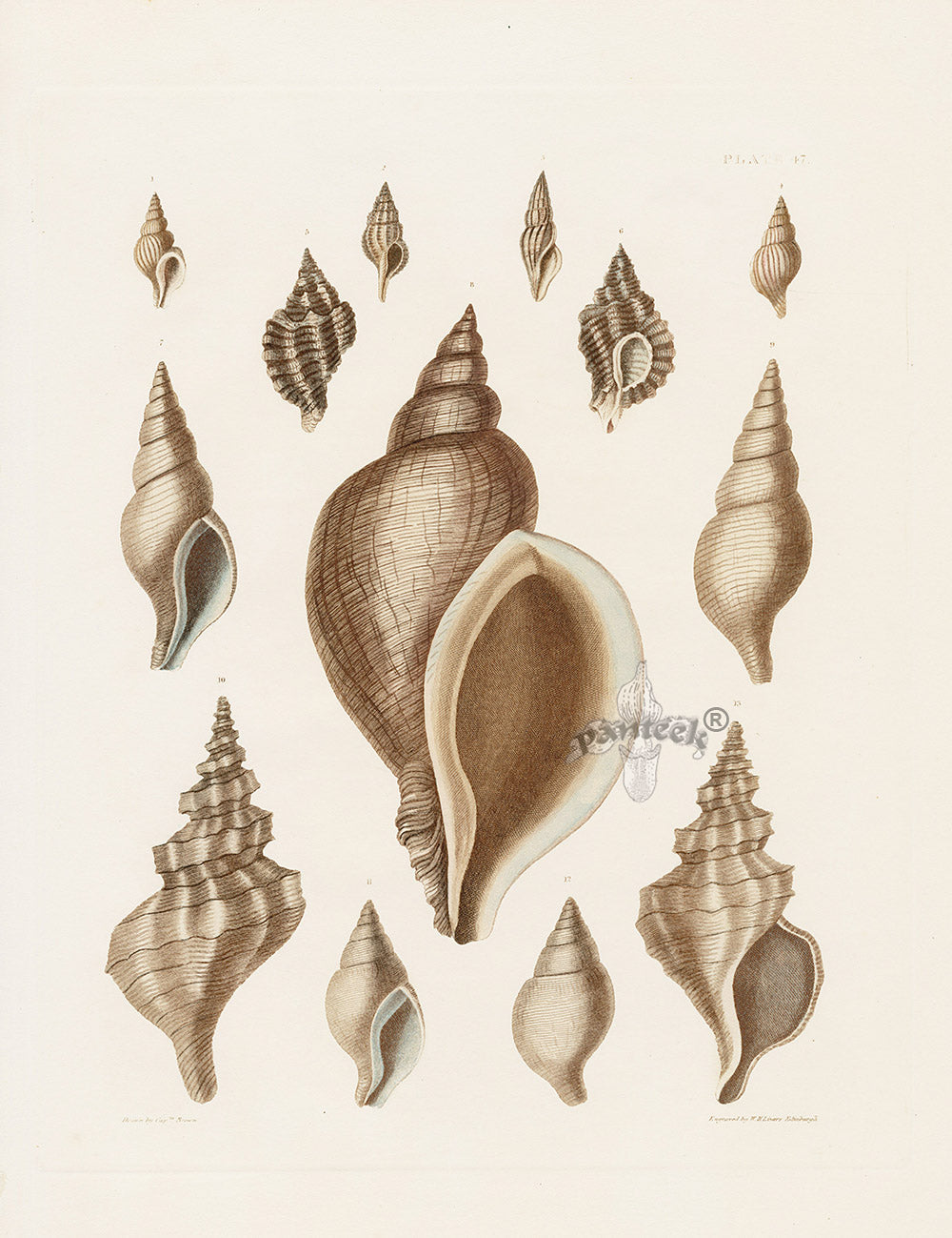 Captain Thomas Brown Prints 1827 Murex, Fusus Shells
