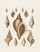 Captain Thomas Brown Prints 1827 Murex, Fusus Shells