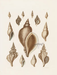 Captain Thomas Brown Prints 1827 Murex, Fusus Shells