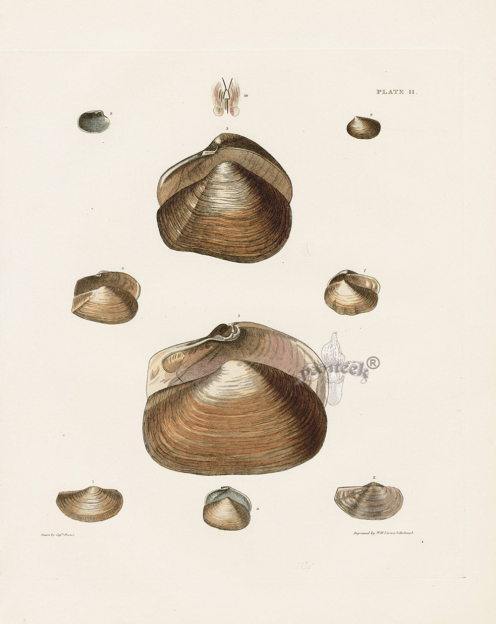 Captain Thomas Brown Prints 1827 Anatina Shells - Panteek Antique Prints