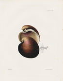 Captain Thomas Brown Prints 1827 Heart Chama Shell - Panteek Antique Prints