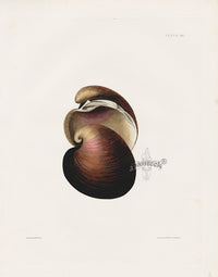 Captain Thomas Brown Prints 1827 Heart Chama Shell - Panteek Antique Prints