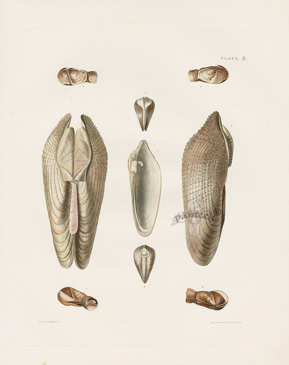 Captain Thomas Brown Prints 1827 Piddock Shells