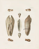 Captain Thomas Brown Prints 1827 Piddock Shells - Panteek Antique Prints
