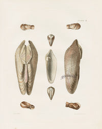 Captain Thomas Brown Prints 1827 Piddock Shells - Panteek Antique Prints