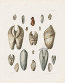 Captain Thomas Brown Prints 1827 Pholas Shells - Panteek Antique Prints