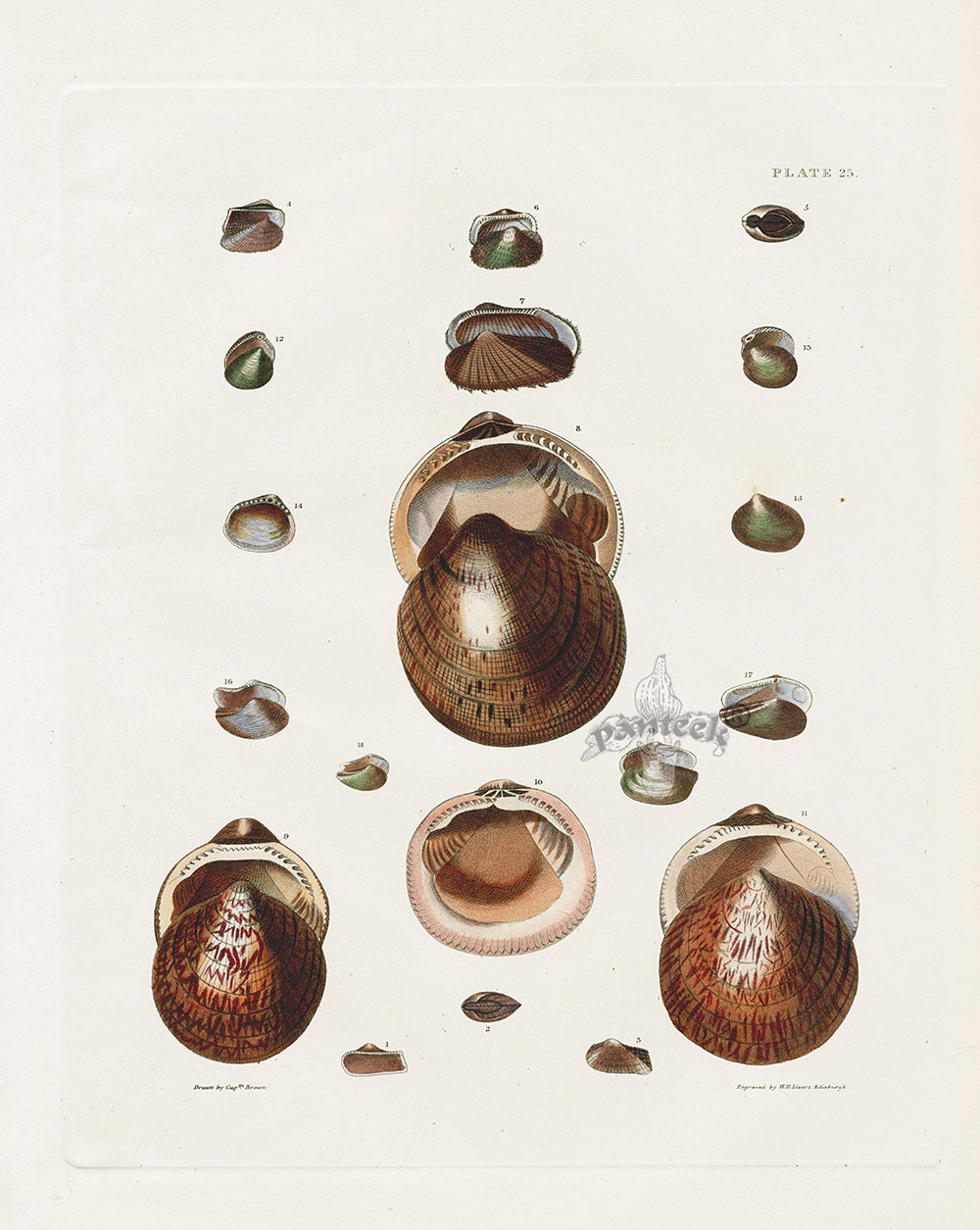 Captain Thomas Brown Prints 1827 Arc Shells