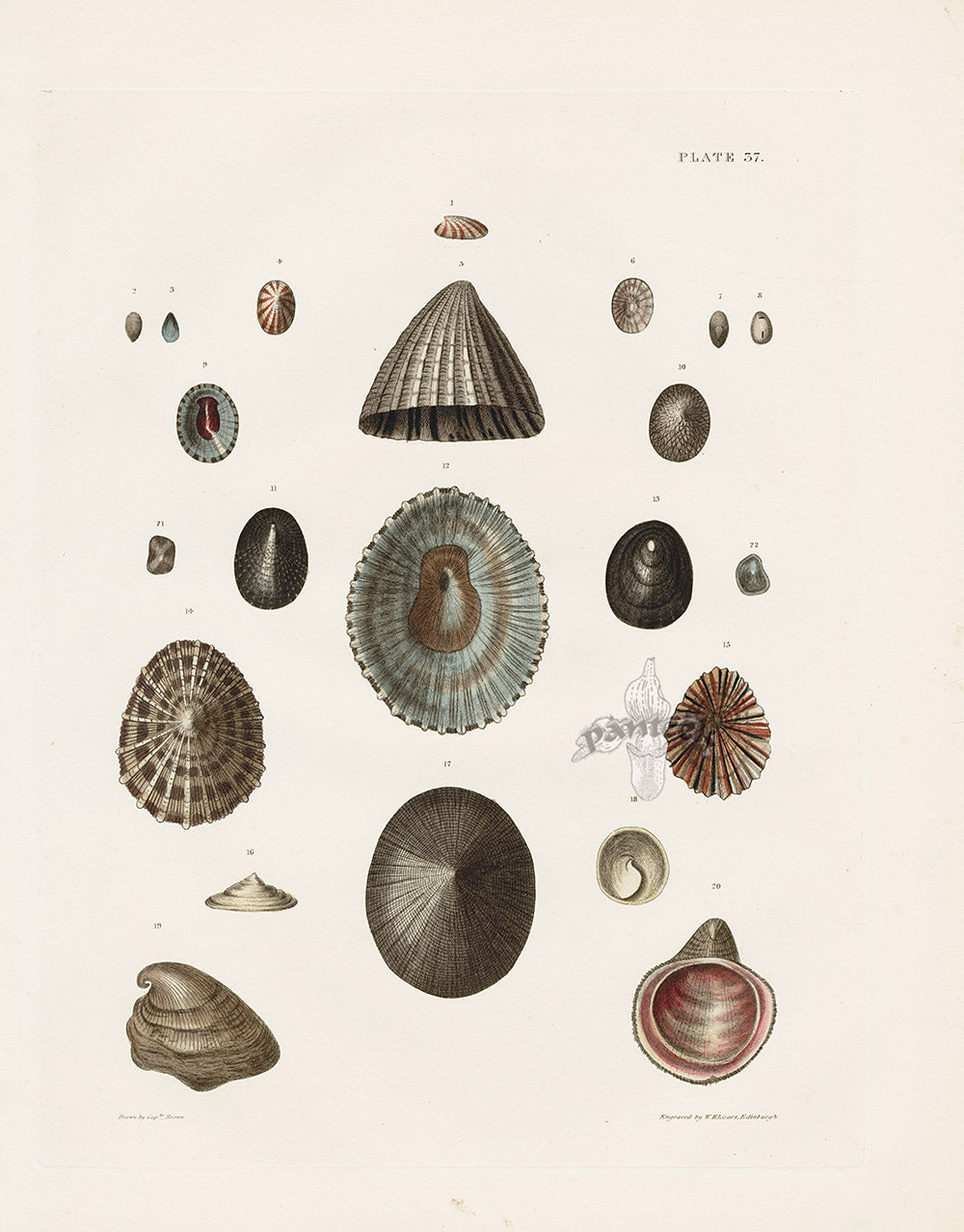 Captain Thomas Brown Prints 1827 Patella Shells - Panteek Antique Prints