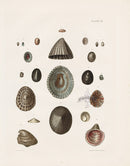 Captain Thomas Brown Prints 1827 Patella Shells - Panteek Antique Prints