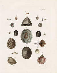 Captain Thomas Brown Prints 1827 Patella Shells - Panteek Antique Prints