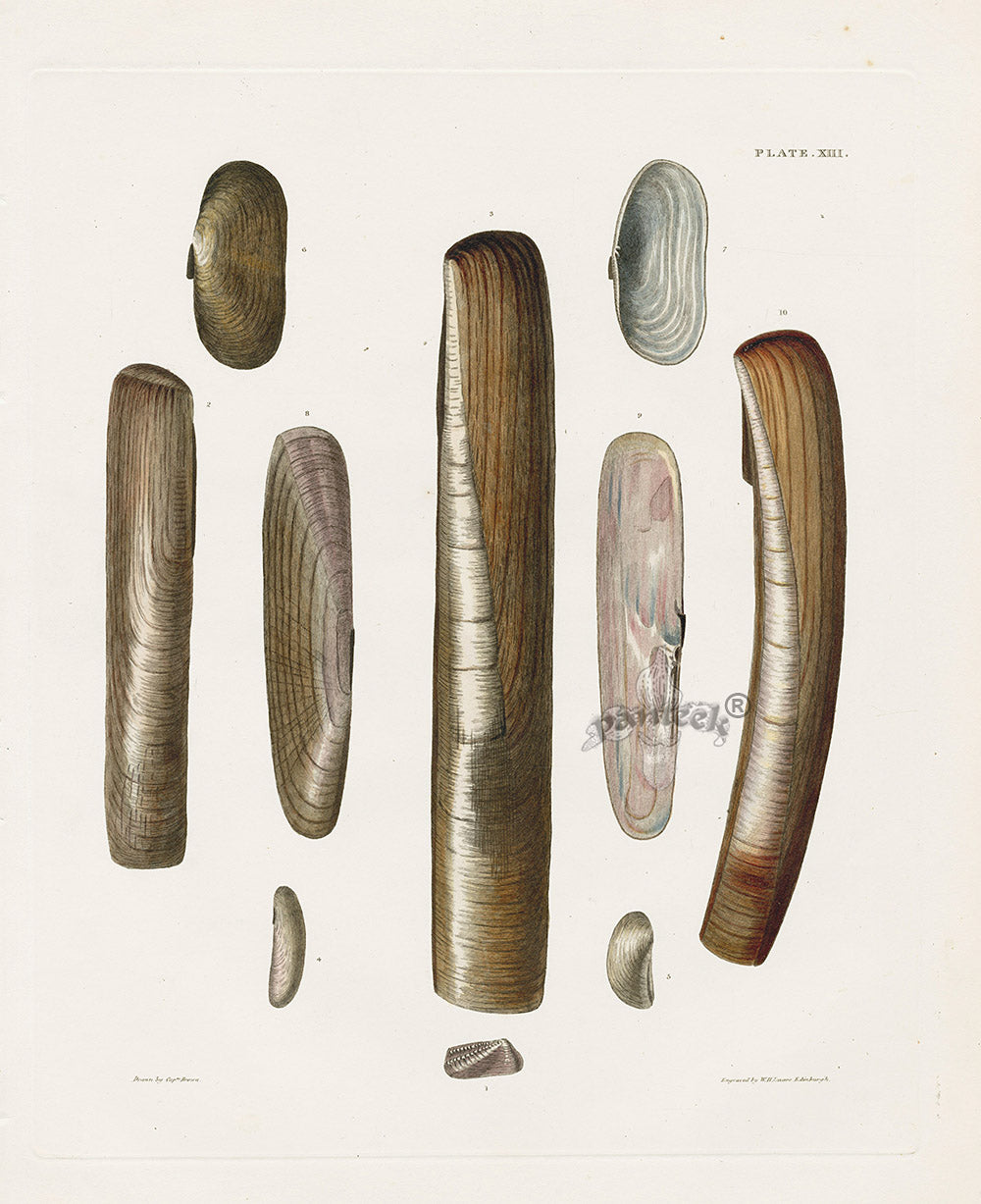 Captain Thomas Brown Prints 1827 Solen Shells - Panteek Antique Prints