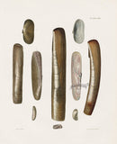 Captain Thomas Brown Prints 1827 Solen Shells - Panteek Antique Prints