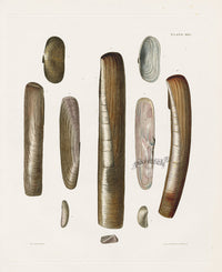 Captain Thomas Brown Prints 1827 Solen Shells - Panteek Antique Prints