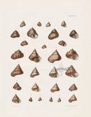 Captain Thomas Brown Prints 1827 Trochus Shells
