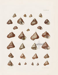 Captain Thomas Brown Prints 1827 Trochus Shells