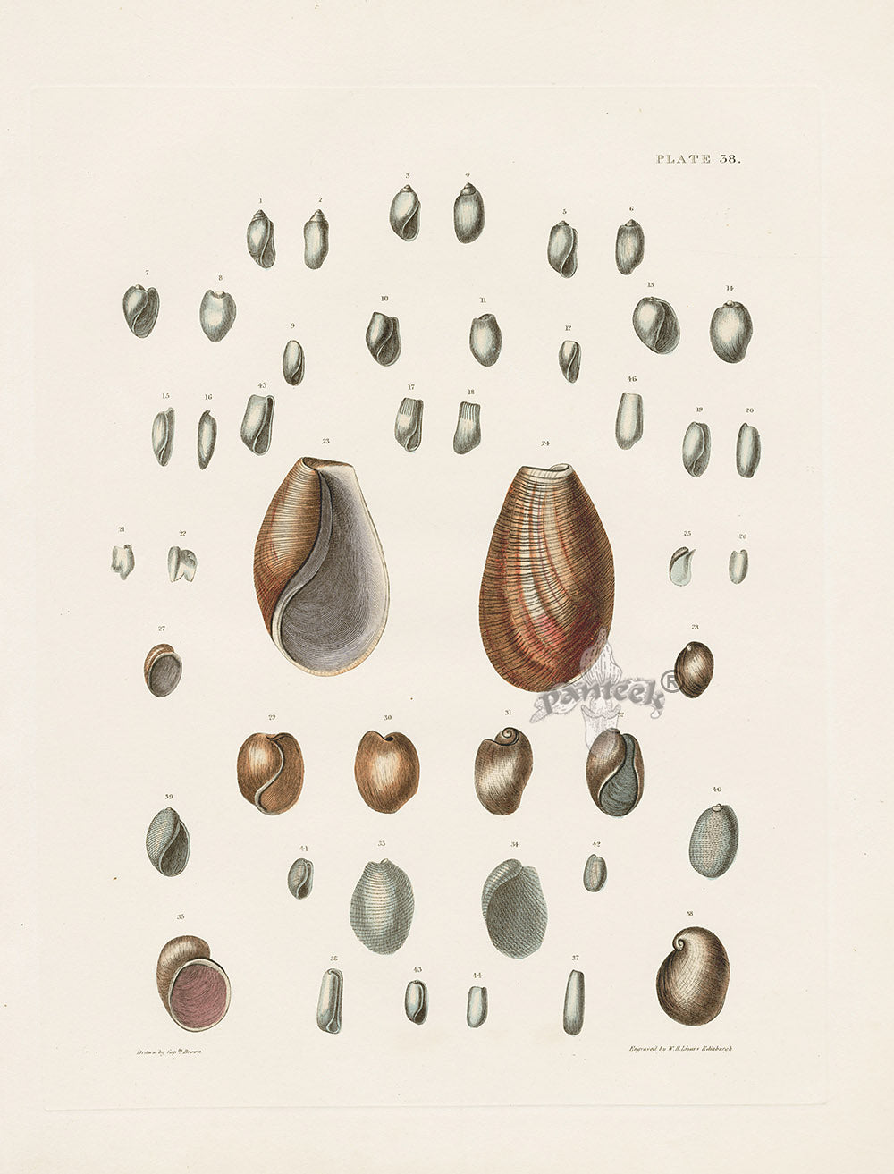 Captain Thomas Brown Prints 1827 Volvaria Shells - Panteek Antique Prints