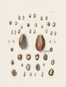 Captain Thomas Brown Prints 1827 Volvaria Shells - Panteek Antique Prints