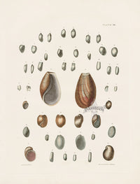 Captain Thomas Brown Prints 1827 Volvaria Shells - Panteek Antique Prints
