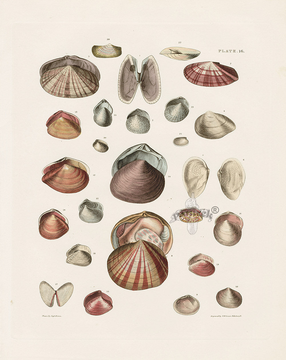 Captain Thomas Brown Prints 1827 Tellina Shells