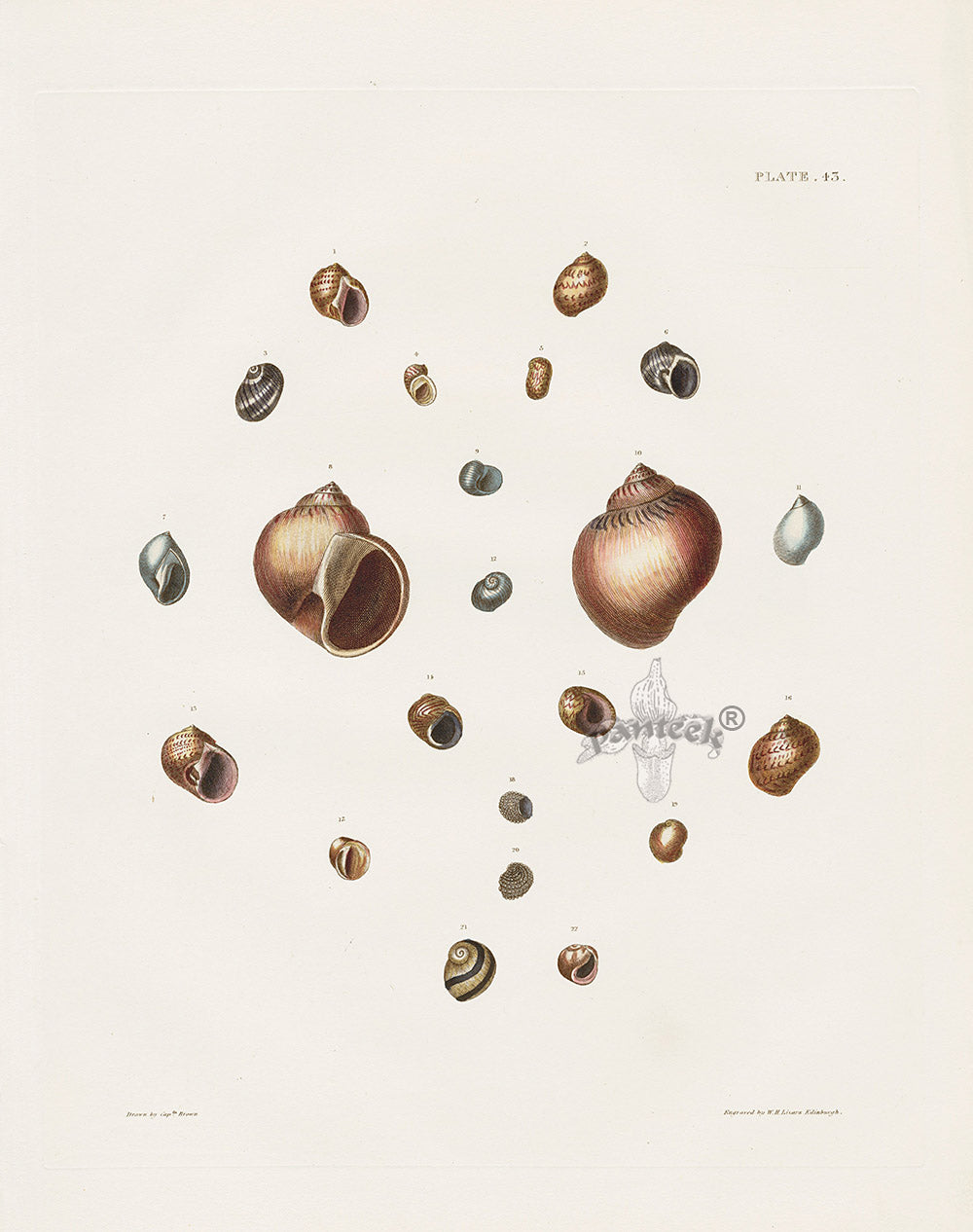 Captain Thomas Brown Prints 1827 Natica Shells