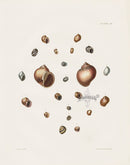 Captain Thomas Brown Prints 1827 Natica Shells - Panteek Antique Prints