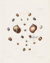 Captain Thomas Brown Prints 1827 Natica Shells - Panteek Antique Prints