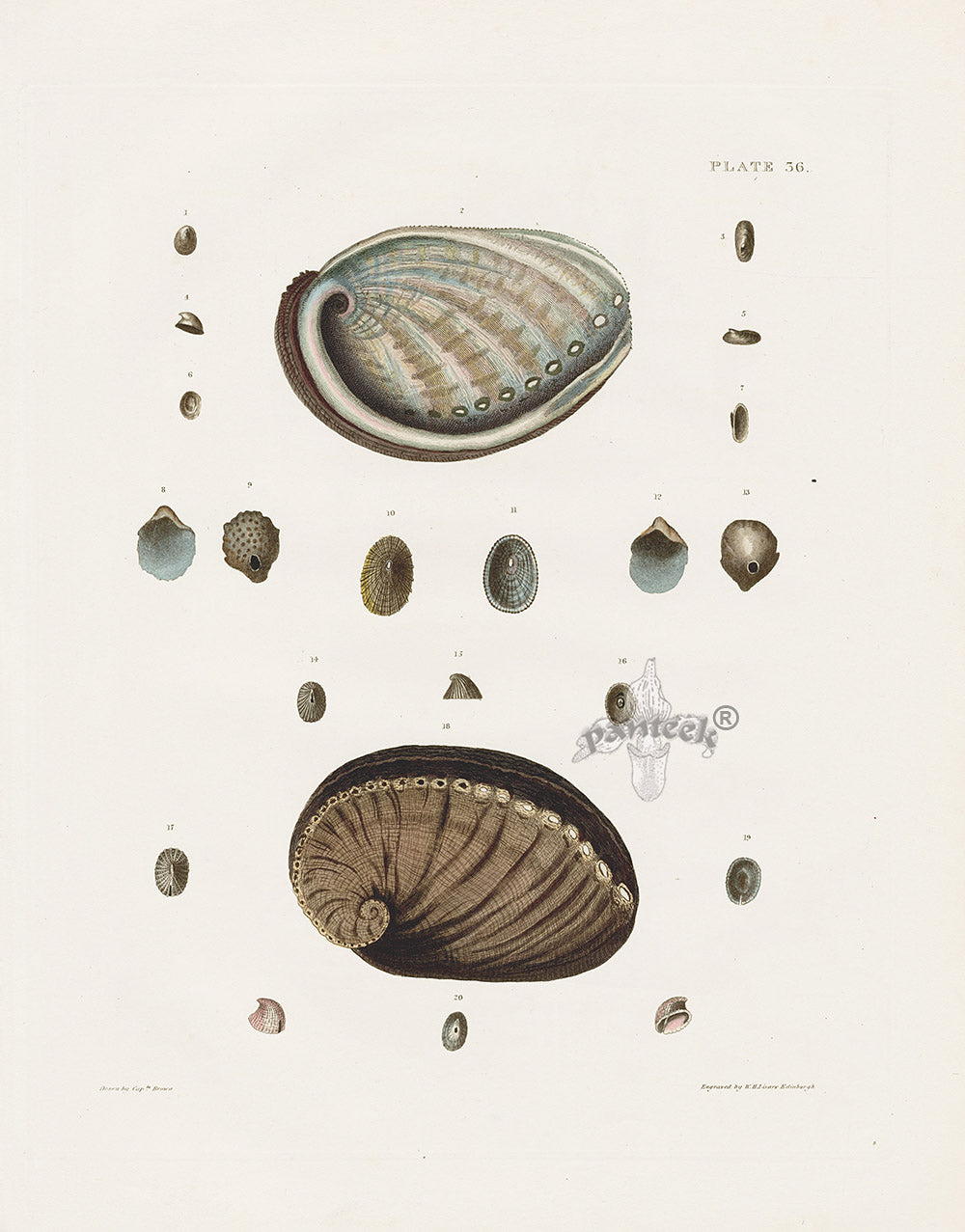 Captain Thomas Brown Prints 1827 Abalone Shells