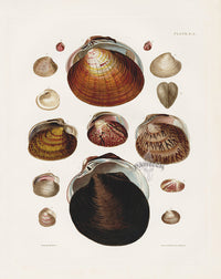 Captain Thomas Brown Prints 1827 Venus Shells - Panteek Antique Prints