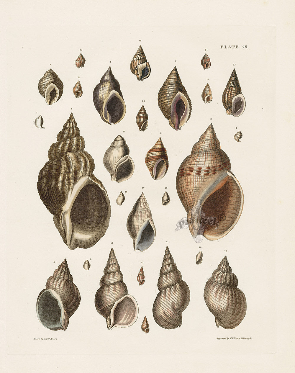 Captain Thomas Brown Prints 1827 Purpura, Buccinum Shells