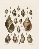 Captain Thomas Brown Prints 1827 Purpura, Buccinum Shells