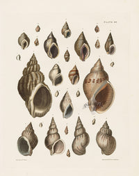 Captain Thomas Brown Prints 1827 Purpura, Buccinum Shells