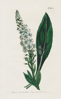 1800 Original Curtis Botanical Veronica