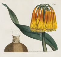 Curtis Botanical Magazine Print Double Orange Amaryllis